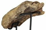 Fossil Triceratops Nasal Bone w/ Metal Stand - Montana #356901-5